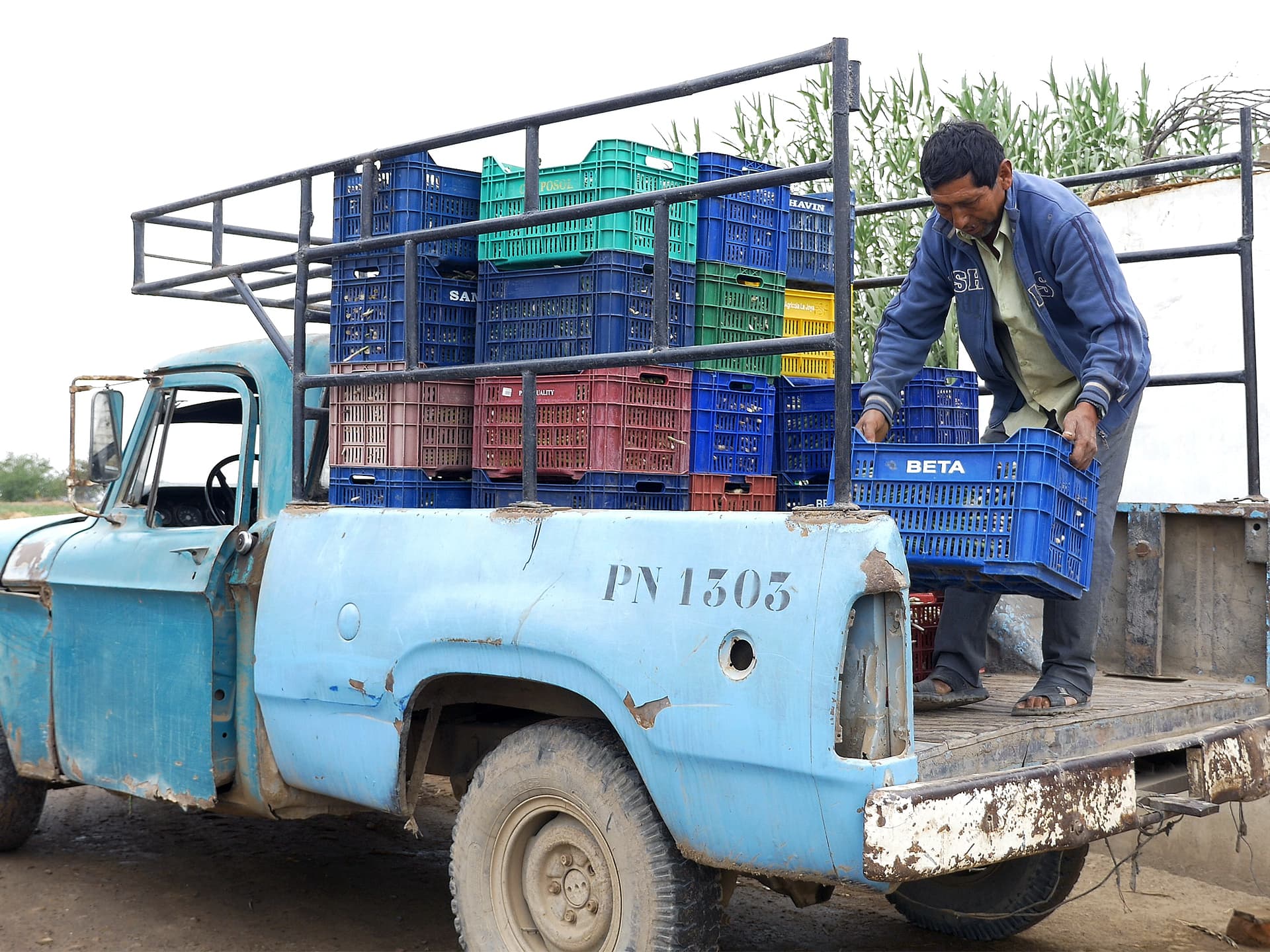 Lastbil lastas med färgglada varukorgar fyllda med sparris.