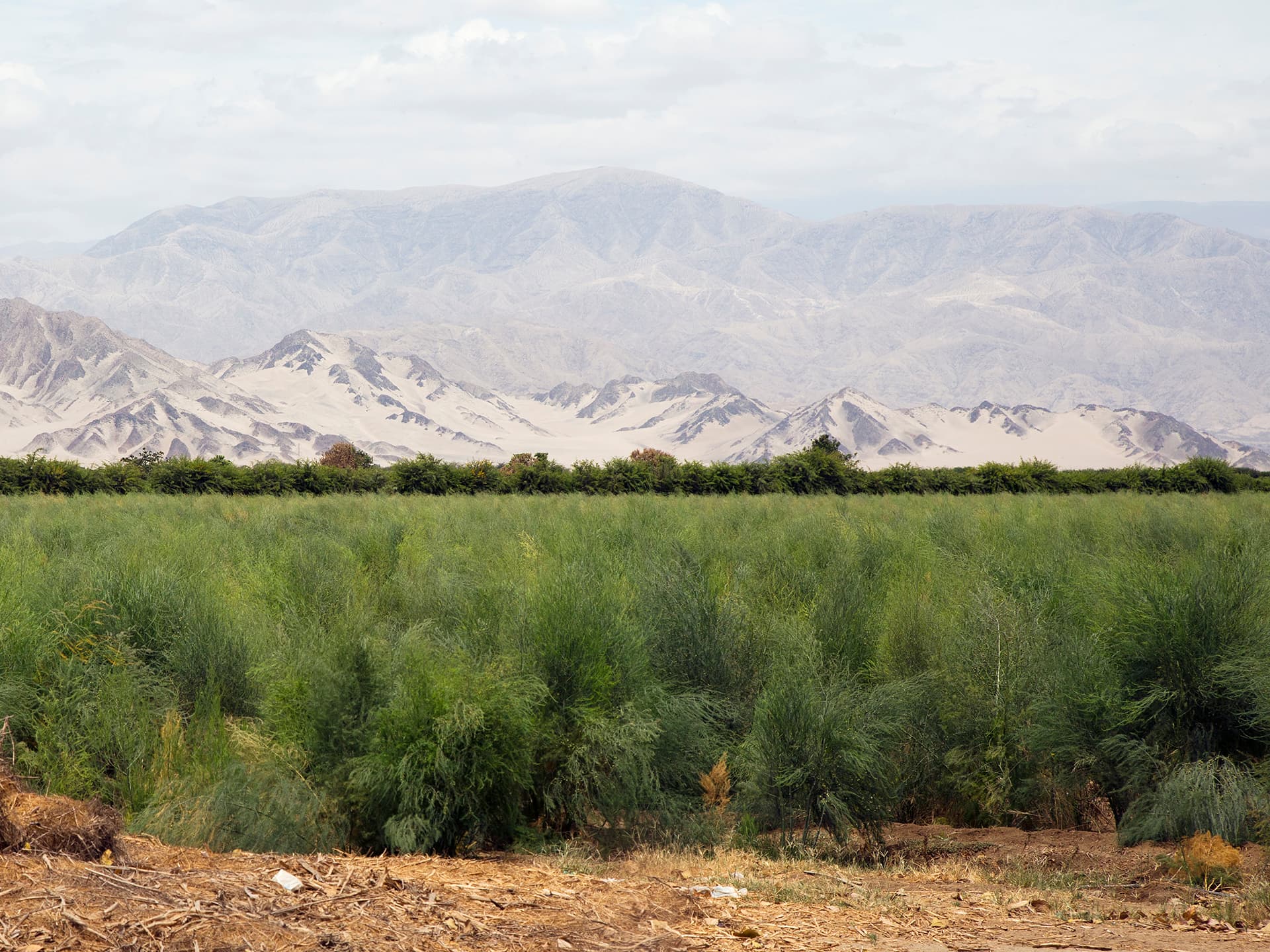 Sparrisfält i Peru med Anderna i bakgrunden