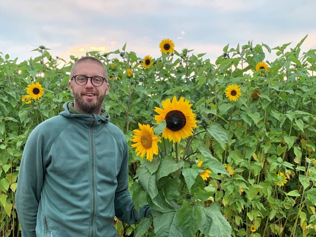 En man står vid solrosor