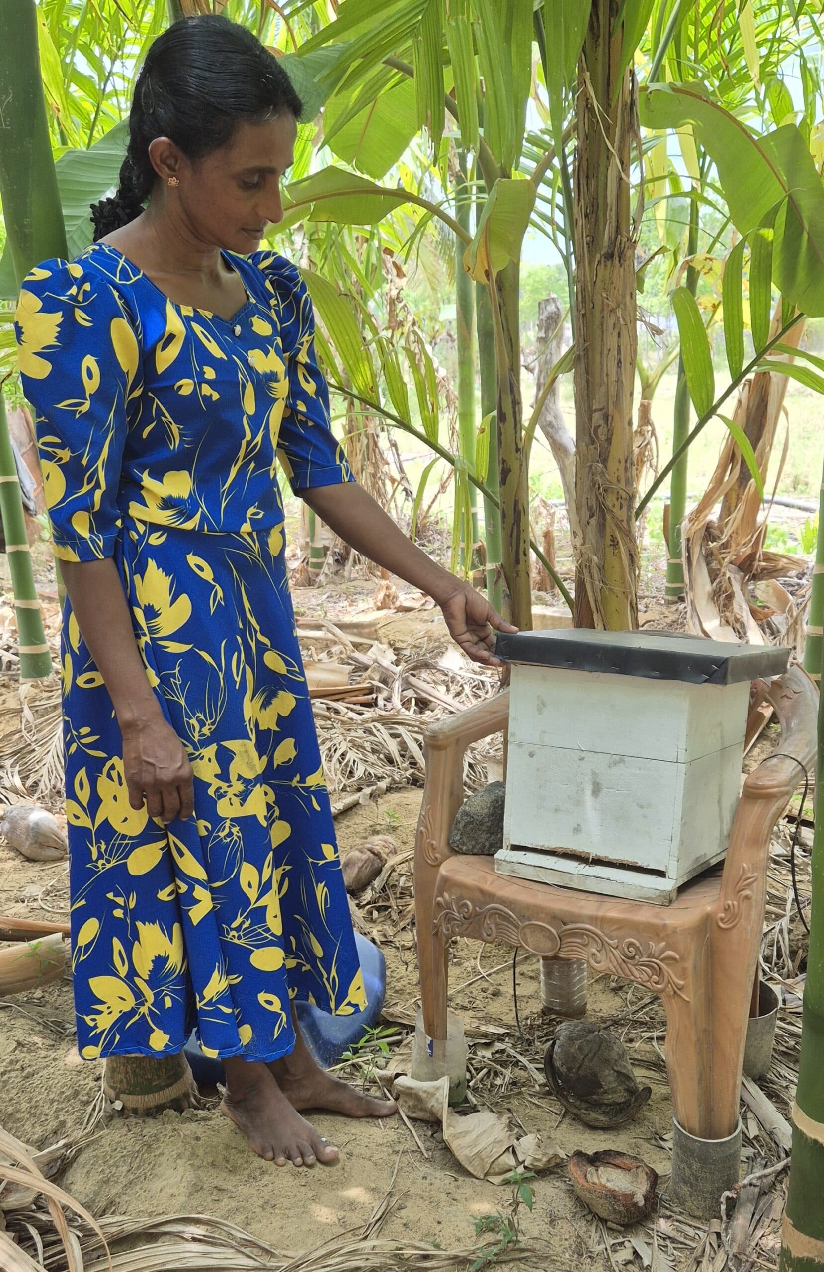 A portrait of South Asian woman in a blue and yellow dress standing barefoot among banana plants, gently touching a small white wooden box placed on a plastic chair, illustrating her engagement in small-scale farming activities.