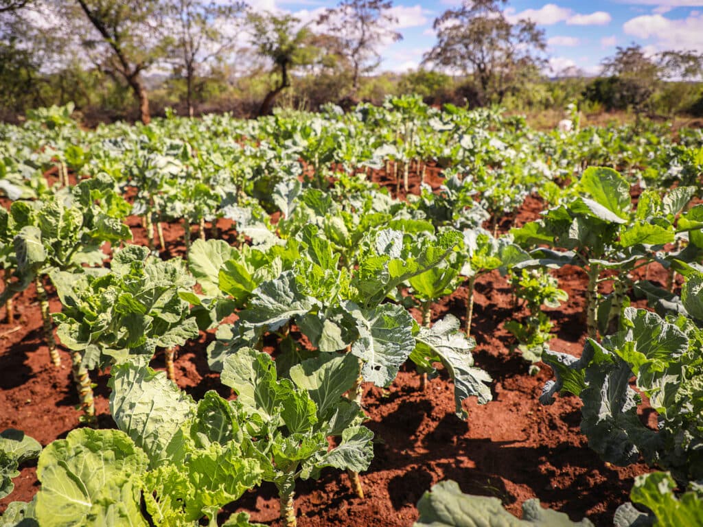 Foto: Diakonia Grönsaker som växer på en åker