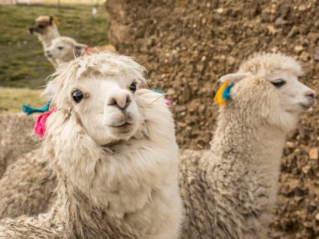 Foto: Laura Ardila Alpackor