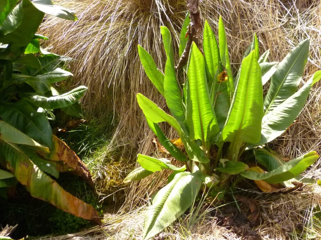 Foto: Huñuk Mayo Plantan Putaja