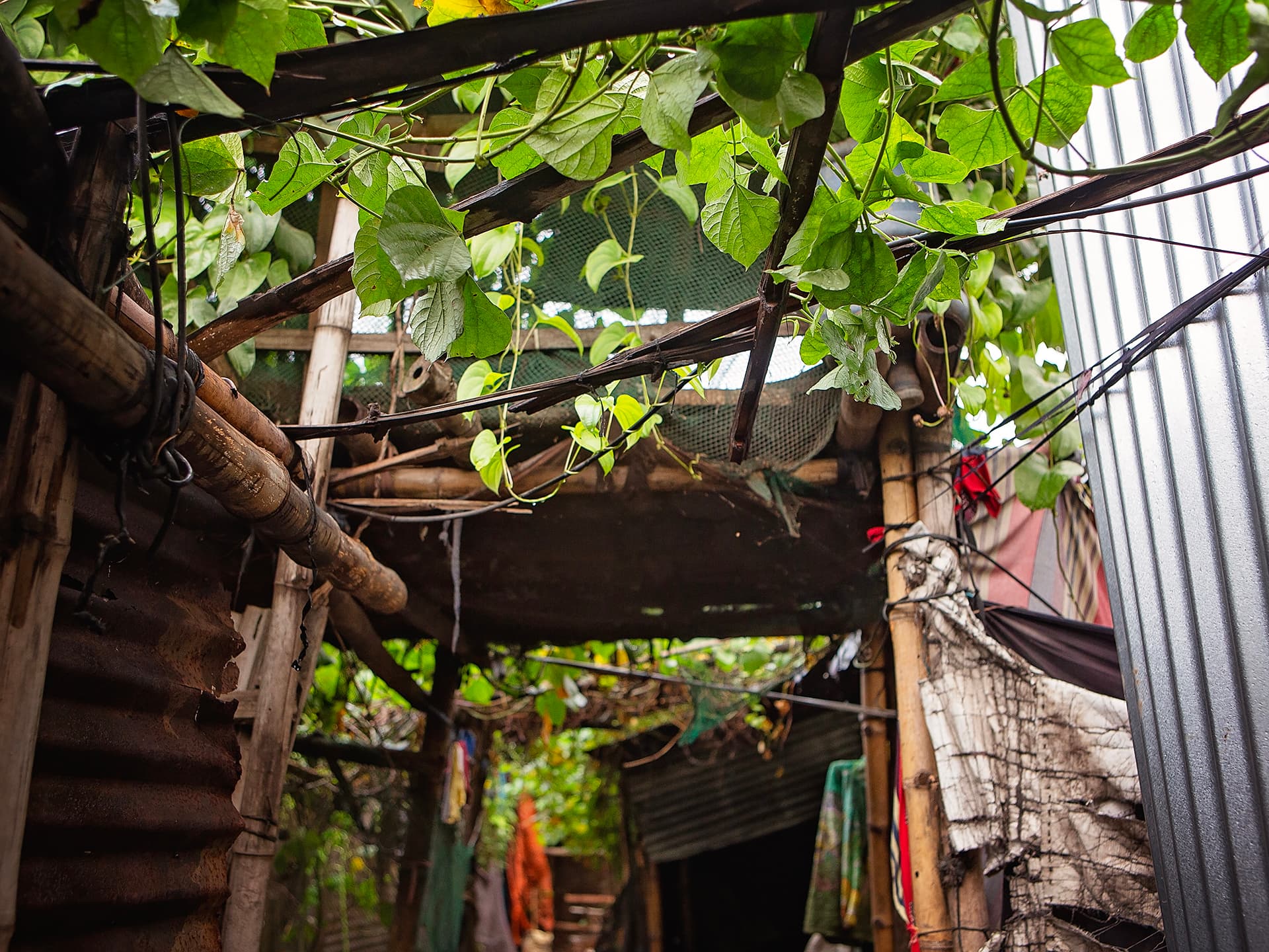 Foto: Diakonia Plåtskjul med stora gröna blad på taken.