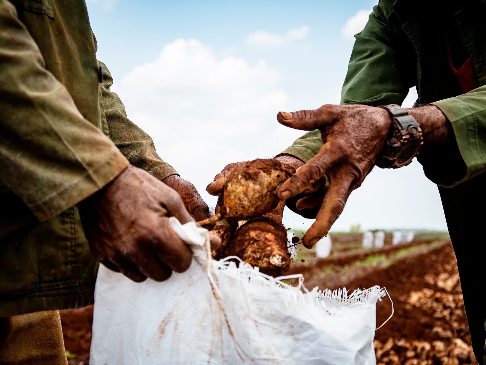 Foto: Antonio Nores Två händer med jord på håller upp två potatisar och en påse framför ett fält.