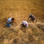 A group of people collecting grain on a field.