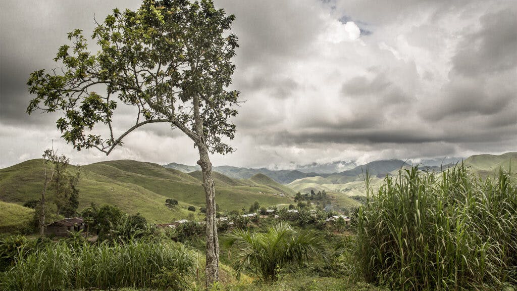 Böljande fält i Kivuregionen i DRC
