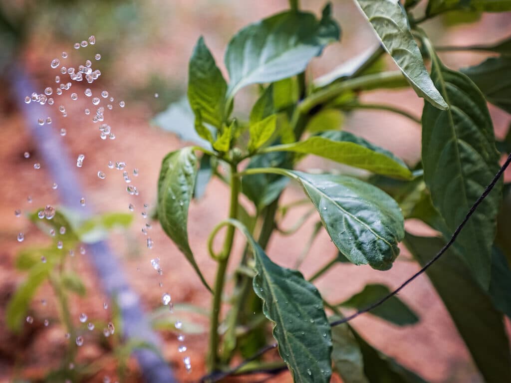 En planta med gröna blad och vattendroppar som sprutar bredvid.