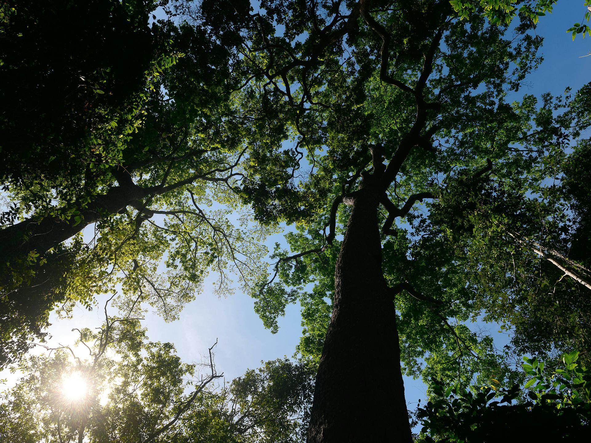 Trädtoppar fotograferade underifrån med solglimtar som lyser igenom.