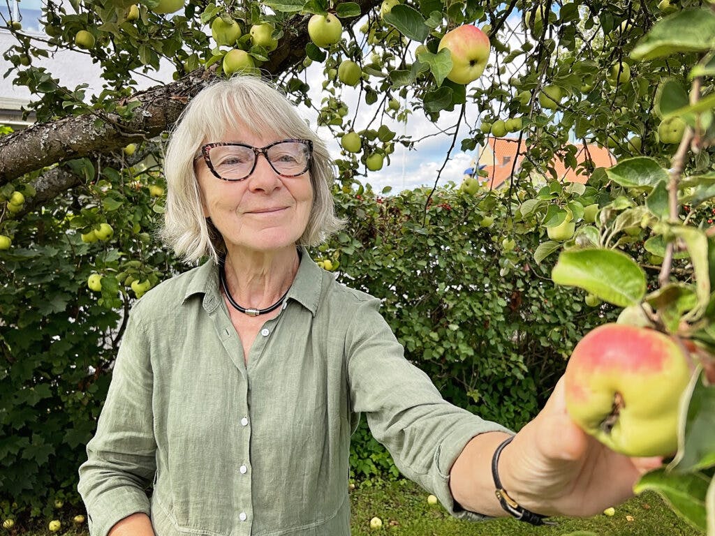En äldre kvinna plockar ett äpple i ett träd.