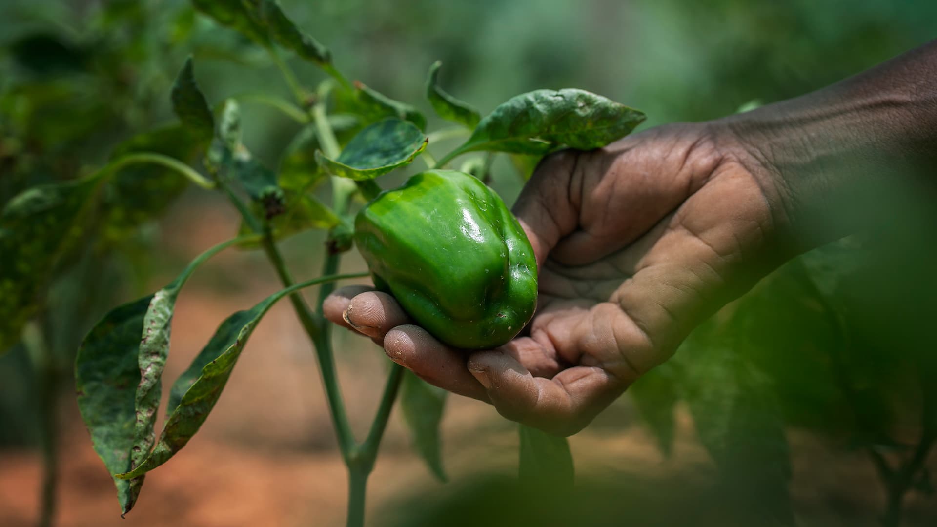 Foto: Fredrik Lerneryd En närbild av en hand som håller i en grön paprika med gröna blad runtomkring.