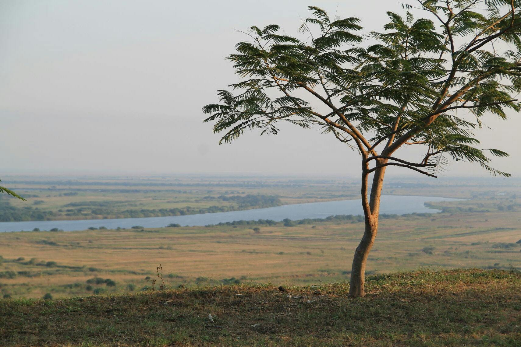 A tree and in the background a river and a wide landscape.