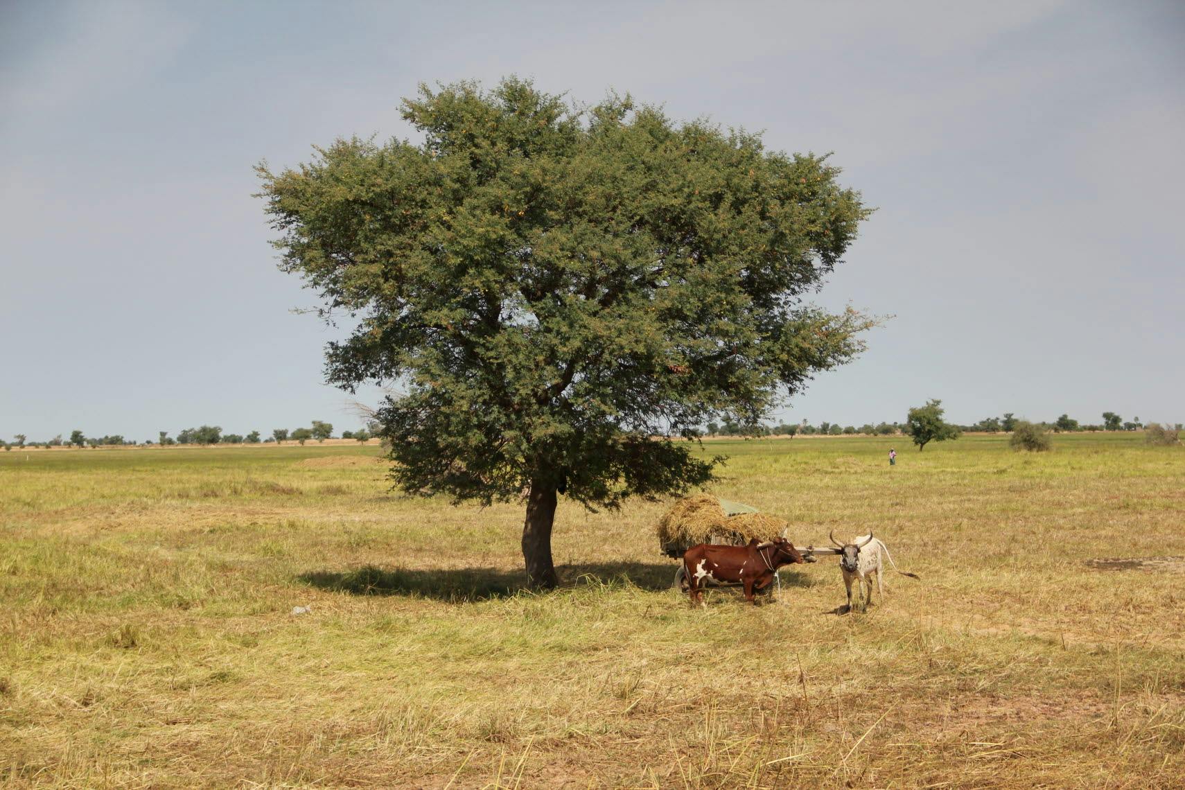 Cattle in front of a tree.