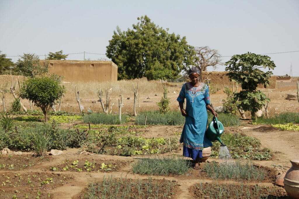 A person watering plants in a garden.
