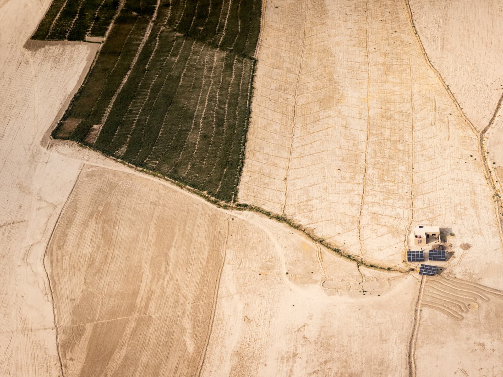 A field with plants in the dessert in Afghanistan, seen from above.