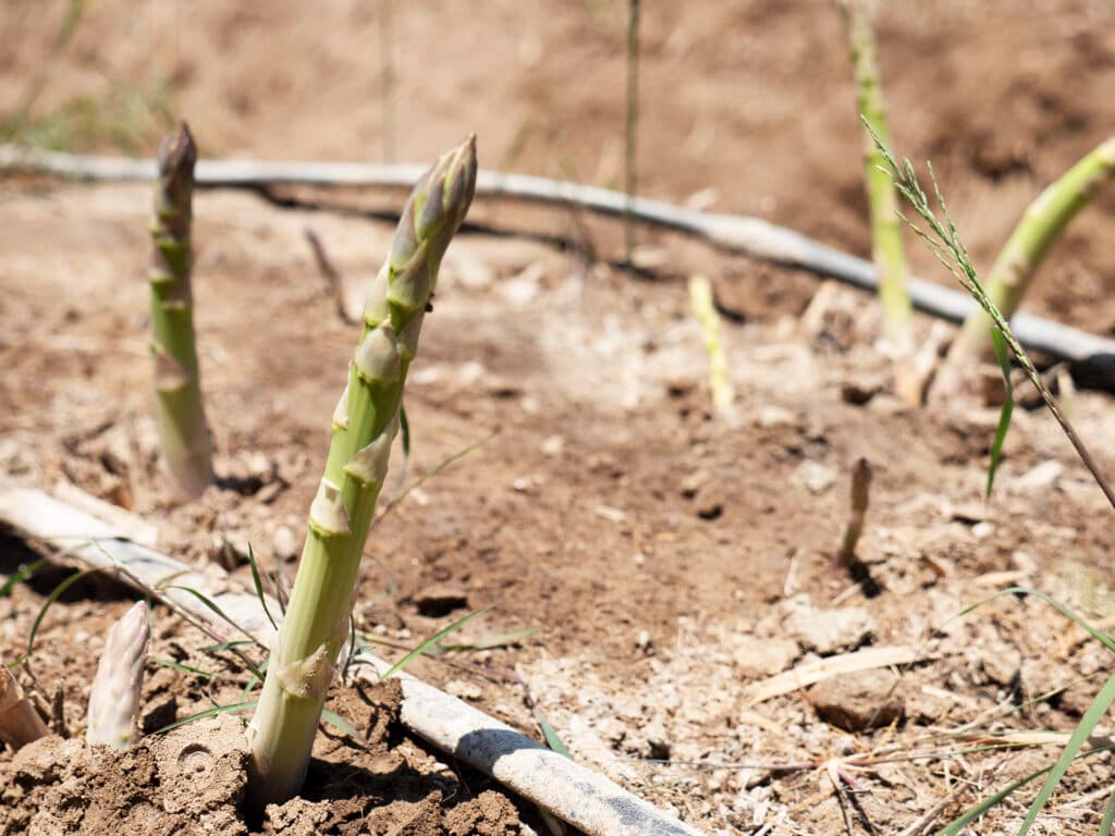 Photo: Diakonia A closeup of some esparragus growing in the ground