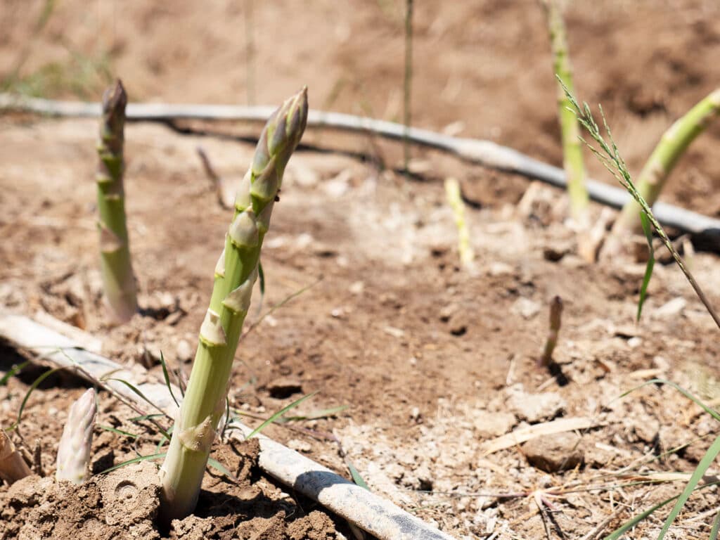 A closeup of some esparragus growing in the ground