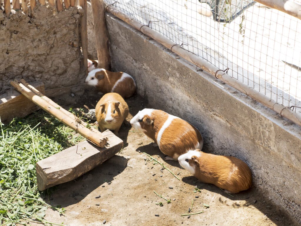 A group of guinea-pigs next to a small wall.