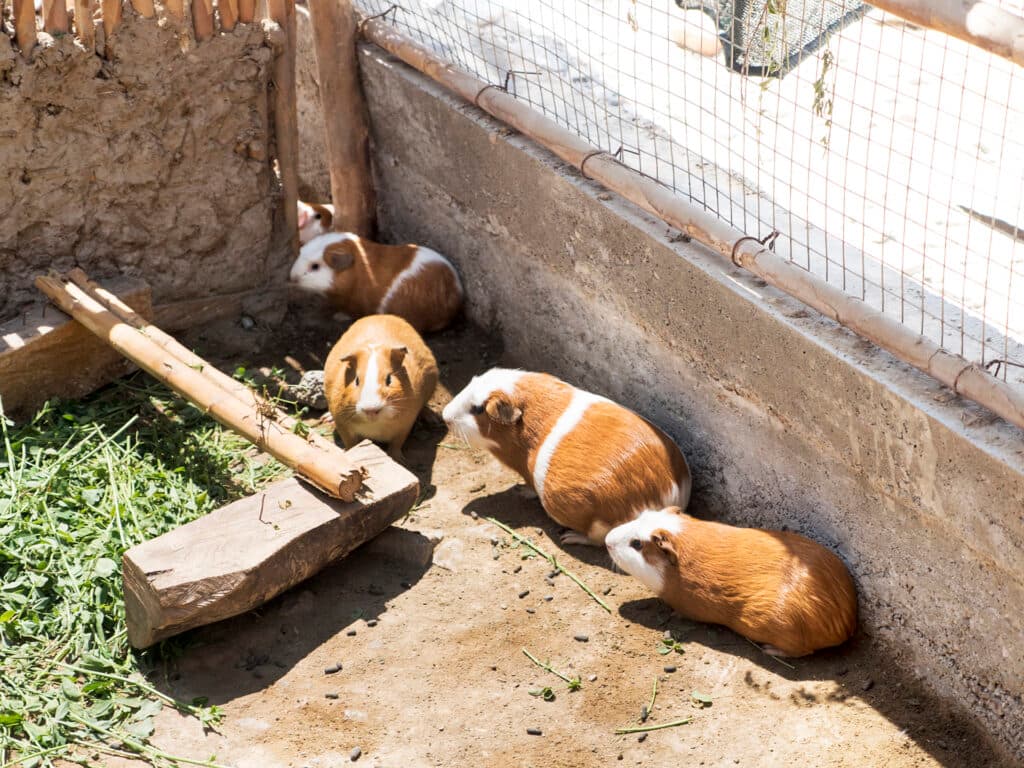 A group of guinea-pigs next to a small wall.