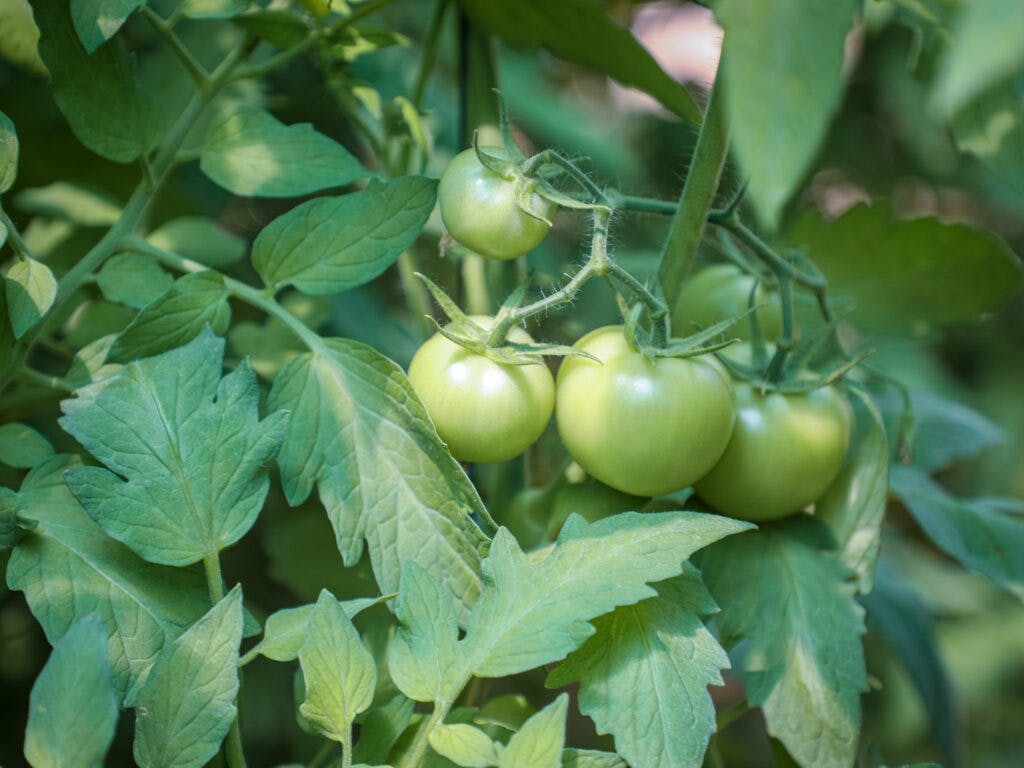 A closeup of green tomatoes on a branch.