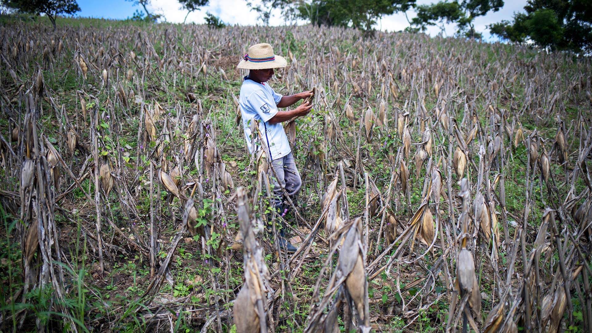 Man in field in Honduras