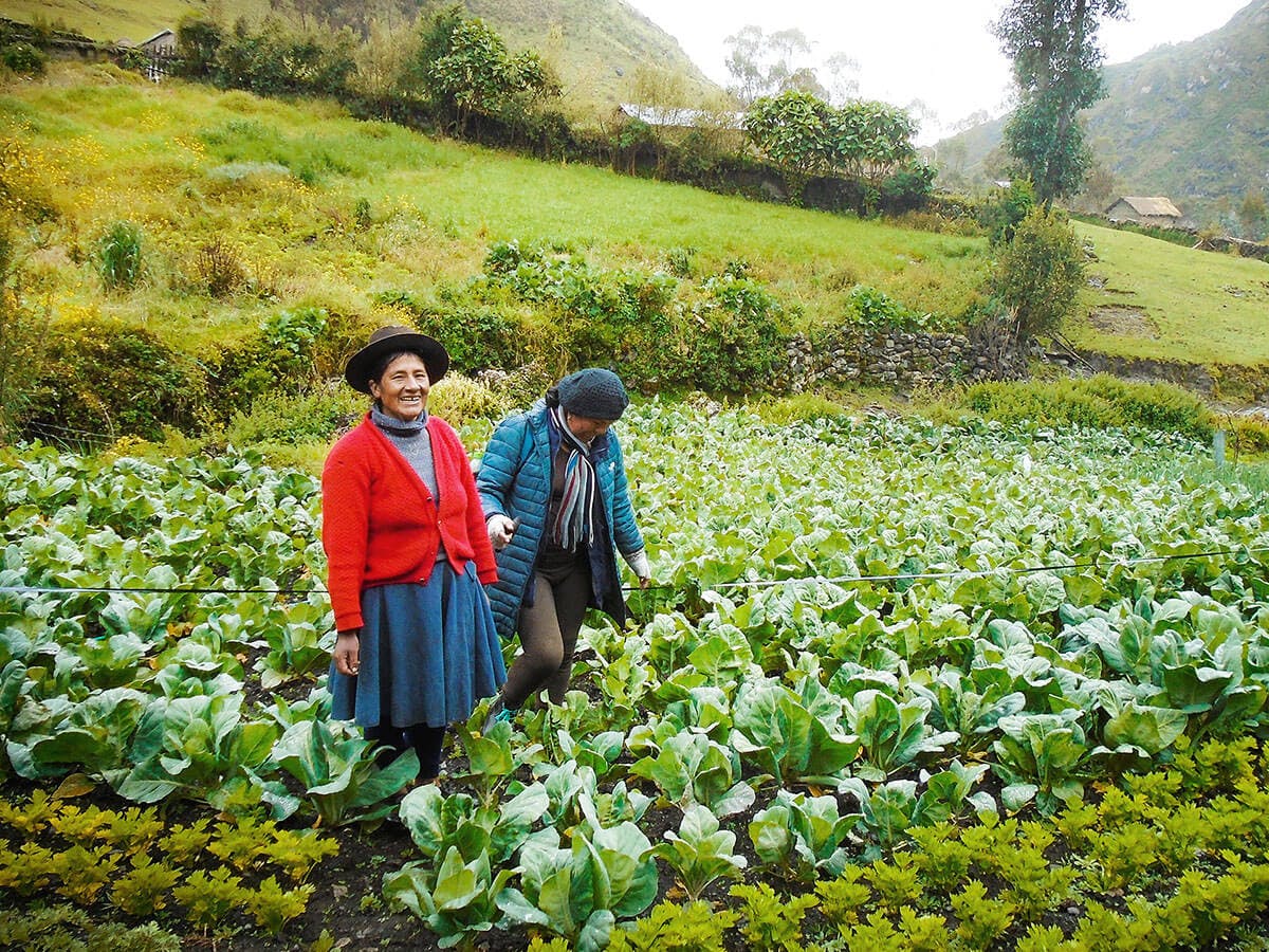 Two Peruvian farmers standing in a large green field