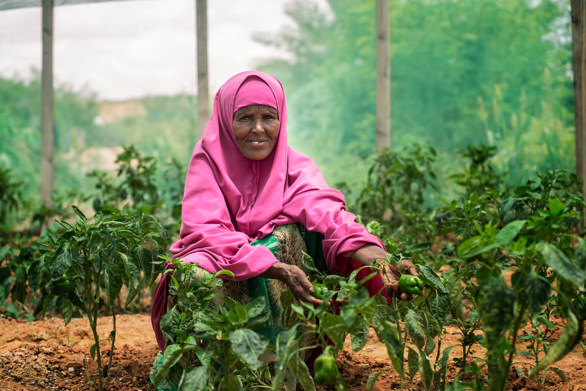 Photo: Fredrik Lerneryd An older woman wearing a pink hijab sitting in a greenhouse made of nets.