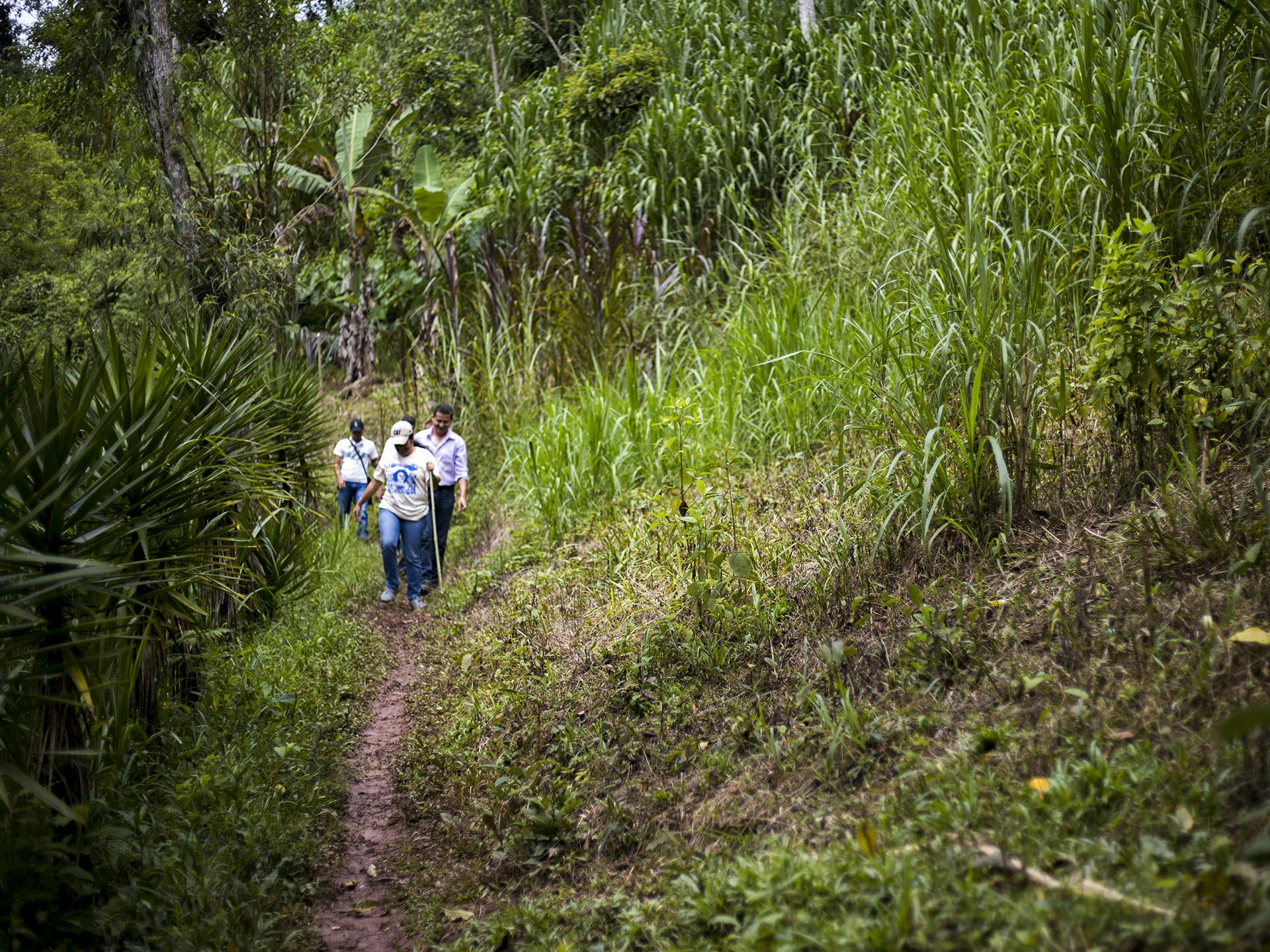 Tre personer vandrar på en stig i ett skogsområde. Runtom stigen är det högt gräs och höga buskar.