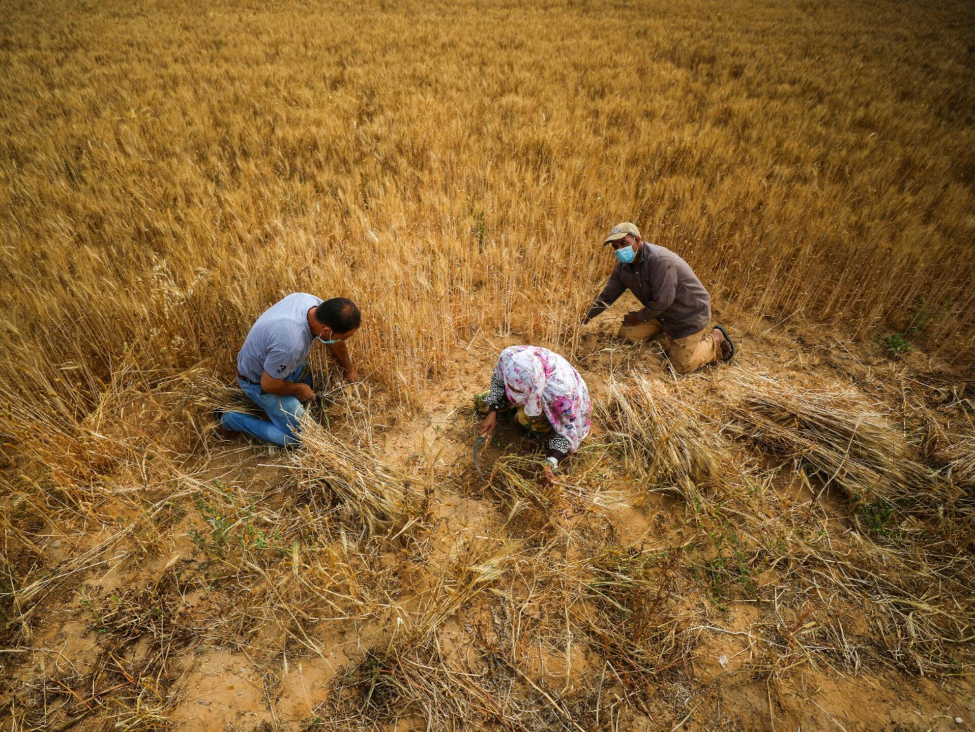 A group of people collecting grain on a field.